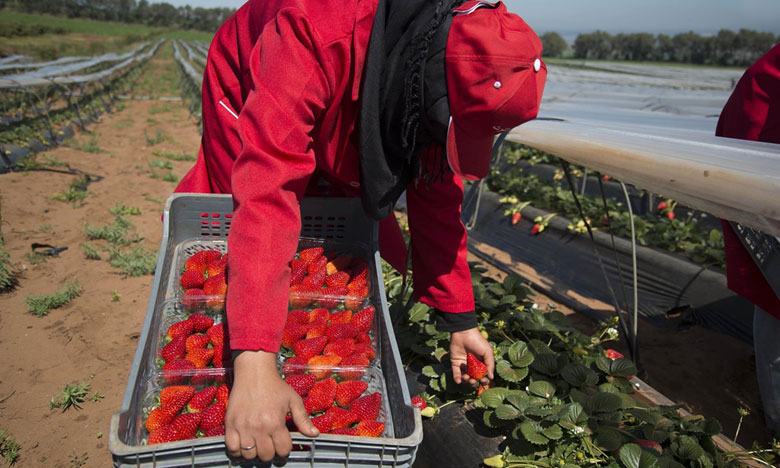 انطلاق المقابلات مع العاملات المرشحات للعمل في الحقول الإسبانية الأسبوع المقبل