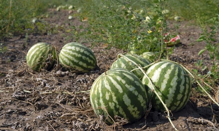 بركة: الحكومة منعت زراعة "الدلاح" في طاطا وستفرض غرامة على كل مفرط في استعمال الماء