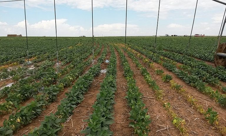 بوجدور.. إطلاق طلب عروض للشراكة بين الدولة والقطاع الخاص لتثمين المدار الفلاحي الجديد للجريفية