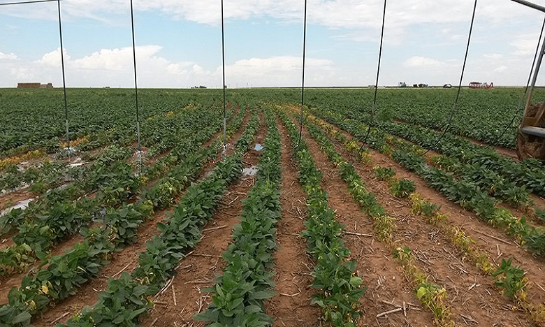 بوجدور.. إطلاق طلب عروض للشراكة بين الدولة والقطاع الخاص لتثمين المدار الفلاحي الجديد للجريفية