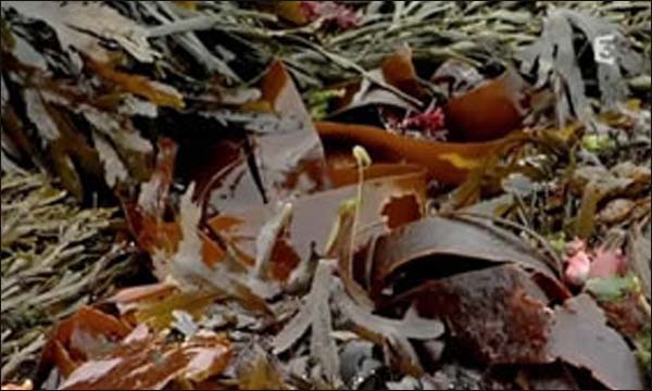 تحذير من مخاطر استهلاك الطحالب غير الآمنة