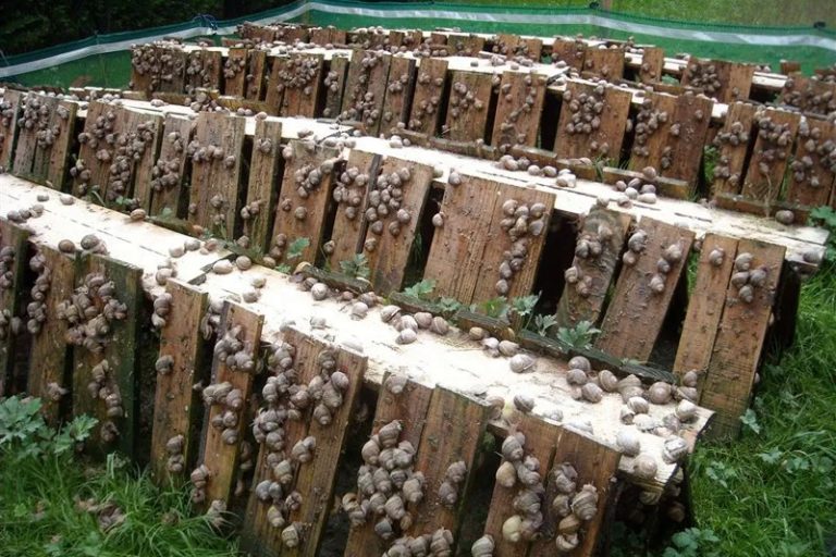 تربية الحلزون تزدهر خلال الشتاء بالمغرب رغم غياب التخصص وضعف المراقبة
