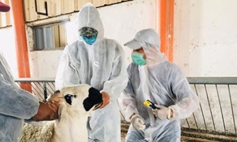 ترقيم أزيد من 4.5 مليون رأس من الأغنام والماعز المعدة لعيد الأضحى