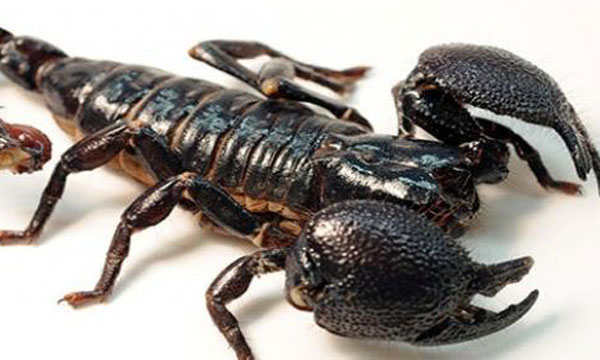 تسجيل 2173 حالة إصابة بلسعات العقارب وطنيا سنة 2017