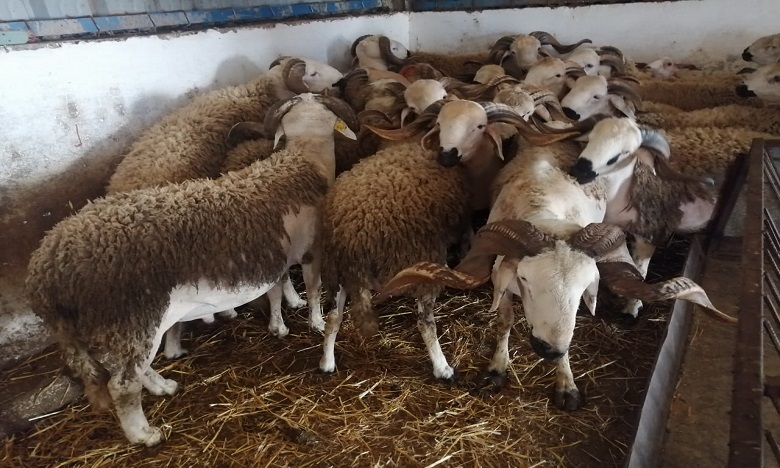 تصوير: هشام الصديق