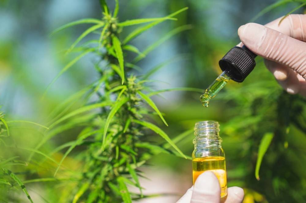 تعاونية BIO CANNAT تجري أولى اختبارات استخلاص زيت القنب الهندي الكانابيديول