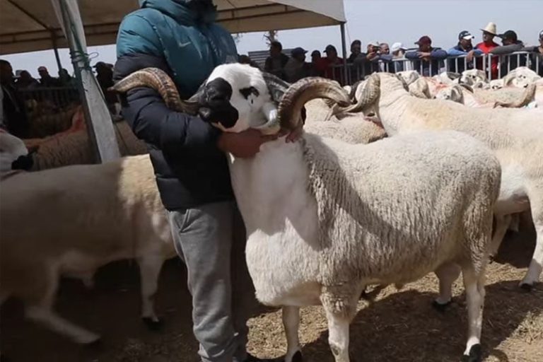 تفاصيل إنشاء معهد مهن تربية المواشي