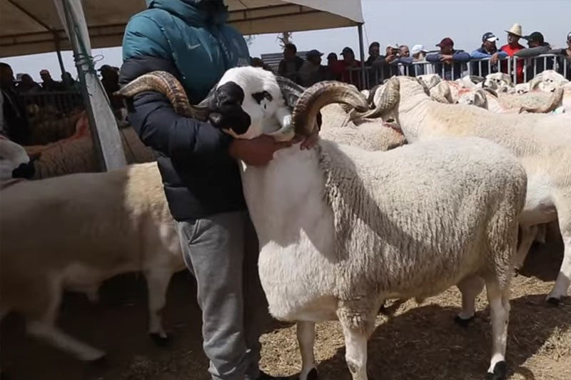 تفاصيل إنشاء معهد مهن تربية المواشي تفاصيل إنشاء معهد مهن تربية المواشي