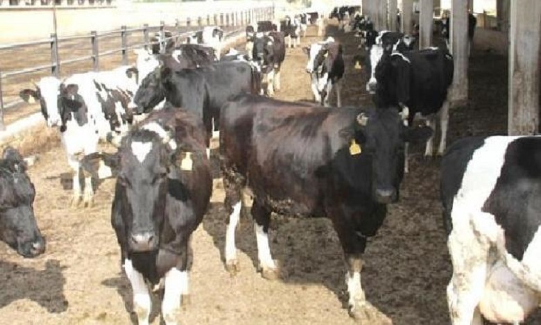 تلقيح أزيد من 2.5 مليون رأس من الأبقار ضد مرض الحمى القلاعية