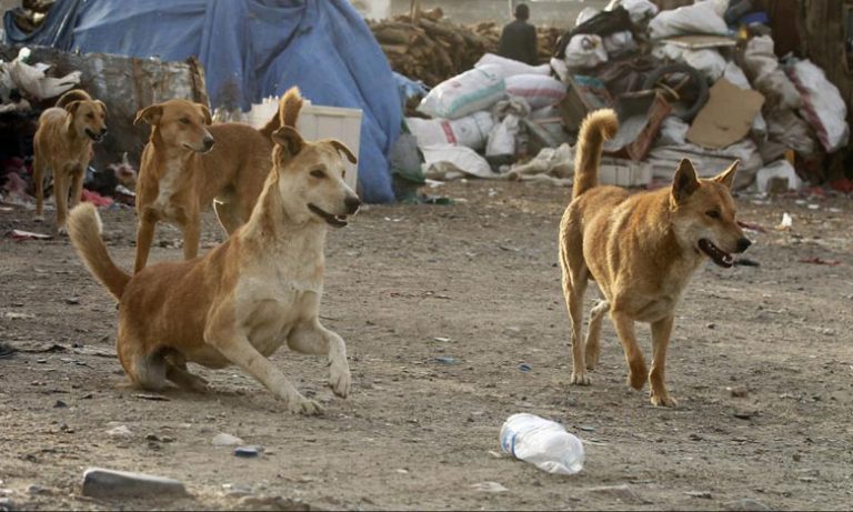 جماعة الدار البيضاء تجمع "الكلاب الضالة" وتحارب المضار ونواقل الأمراض