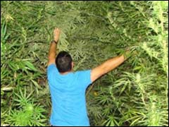 جمعية بالريف تكشف عن المستفيدين الحقيقيين من الكيف جمعية بالريف تكشف عن المستفيدين الحقيقيين من الكيف