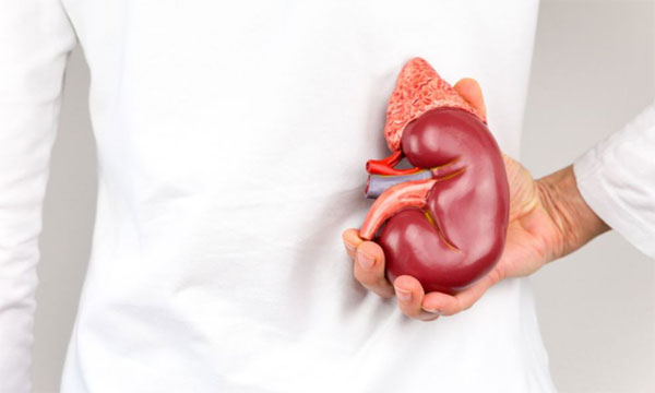 جمعية "كلي" تدعو مكونات المجتمع إلى الانخراط في عمليات التبرع وزرع الأعضاء