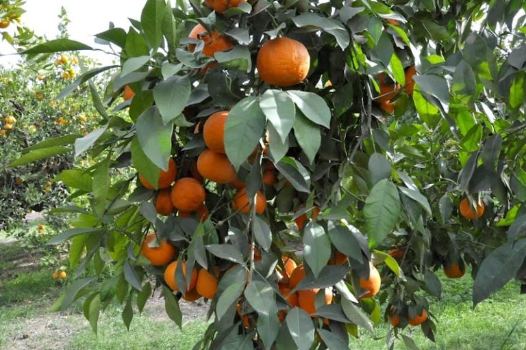 جودة الفواكه الطازجة تجذب الشركات الأمريكية إلى مناطق الإنتاج بالمغرب