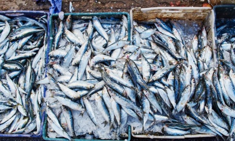 حجز 122 صندوقا من سمك السردين الفاسد بسوق الجملة بفاس