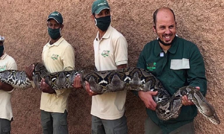 حديقة "كروكوبارك- أكادير" تعرض ثعبانا يعد الأكبر بالمغرب