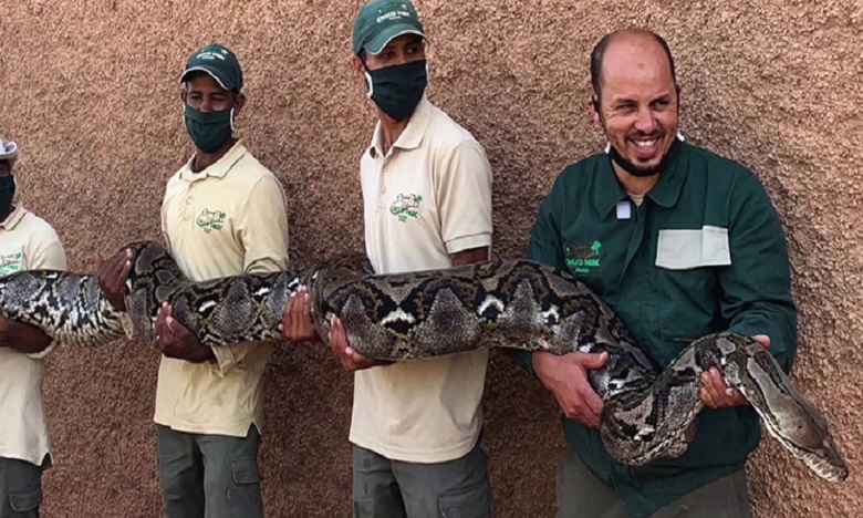 حديقة "كروكوبارك- أكادير" تعرض ثعبانا يعد الأكبر بالمغرب