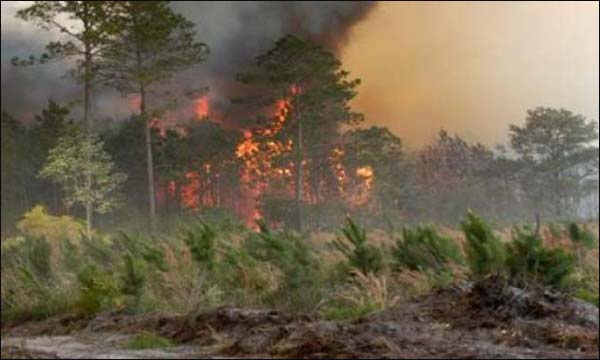 حريق يأتي على عدة هكتارات في غابة تامكة بتيلوكيت