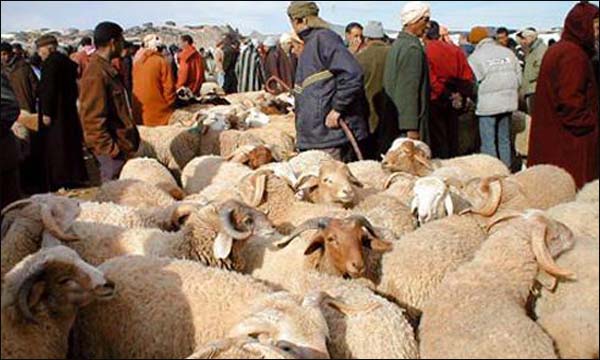 حملة لضمان صحة قطيع الماشية بالجهة الشرقية