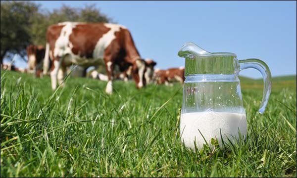 حملة للرفع من جودة الحليب وحل مشاكل التسويق بجهة البيضاء سطات