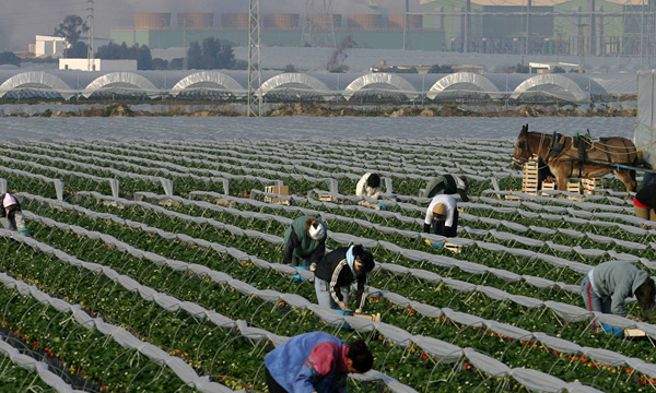 زيادة الطلب على العاملات المغربيات في حقول ويلبا بإسبانيا