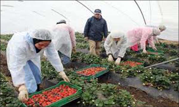 زيادة الطلب على العاملات المغربيات للعمل في حقول الأندلس