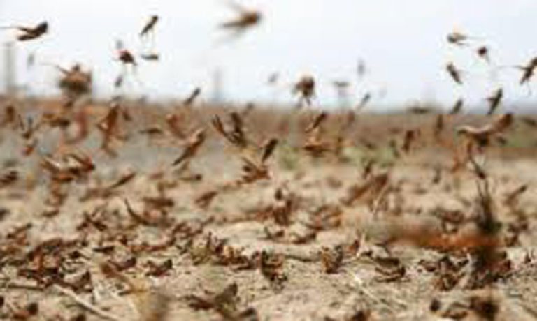 سرب من الجراد يجتاح منطقة فلاحية بالقنيطرة ويدمر حقول الأفوكا والتوت
