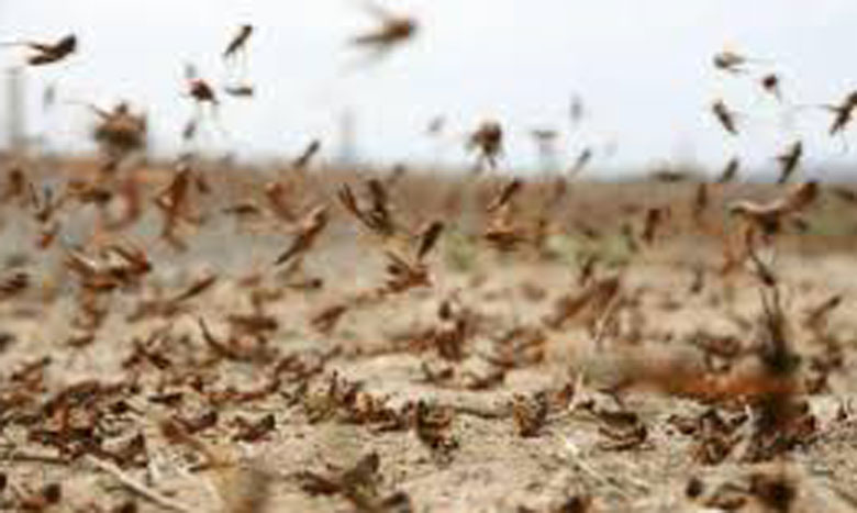 سرب من الجراد يجتاح منطقة فلاحية بالقنيطرة ويدمر حقول الأفوكا والتوت