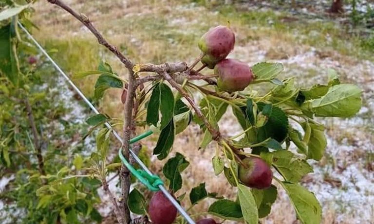 سيول وعاصفة رعدية تتسبب في إتلاف أكثر من 150 هكتار من محاصيل الأشجار بجماعة تيمحضيت