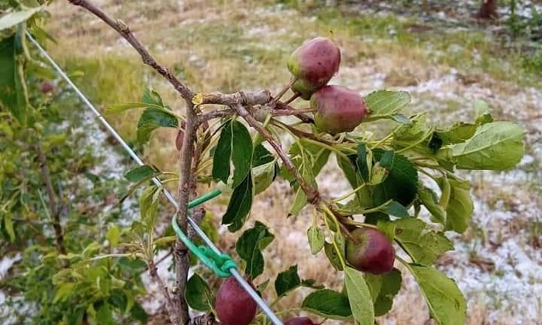 سيول وعاصفة رعدية تتسبب في إتلاف أكثر من 150 هكتار من محاصيل الأشجار بجماعة تيمحضيت