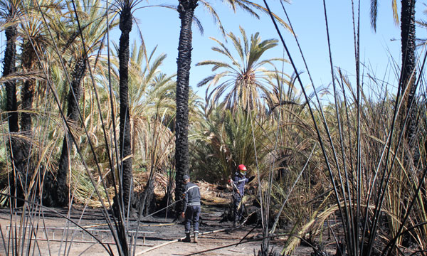 شاهد يحكي تفاصيل الشرارة الأولى لاحتراق 200 نخلة بواحة درعة