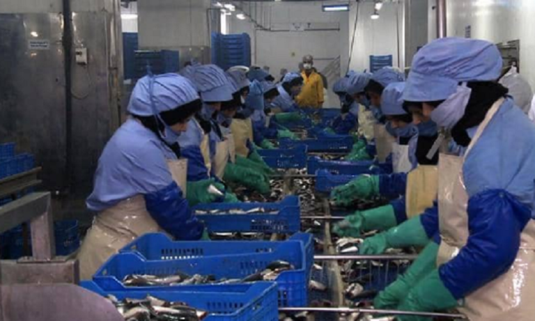 ظهور بؤر وبائية: هيئة حقوقية تطالب بفتح تحقيق حول ظروف اشتغال معامل تصبير السمك بآسفي