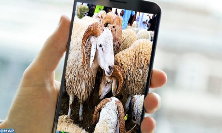 عيد الأضحى: إقبال متزايد على اقتناء الأضحية عبر الانترنت