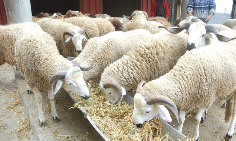 عيد الأضحى: اتخاذ سلسلة من التدابير لضمان جودة القطيع ومتابعة المخالفين