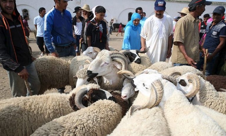 عيد الأضحى: ترقيم أزيد من 4 ملايين ونصف مليون رأس من الأغنام والماعز