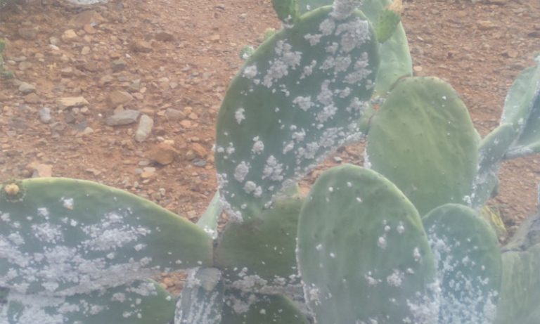 فعاليات جمعوية وحقوقية ومهنية تطالب بالتدخل العاجل لإنقاذ فاكهة الصبار من الانقراض في سيدي ايفني