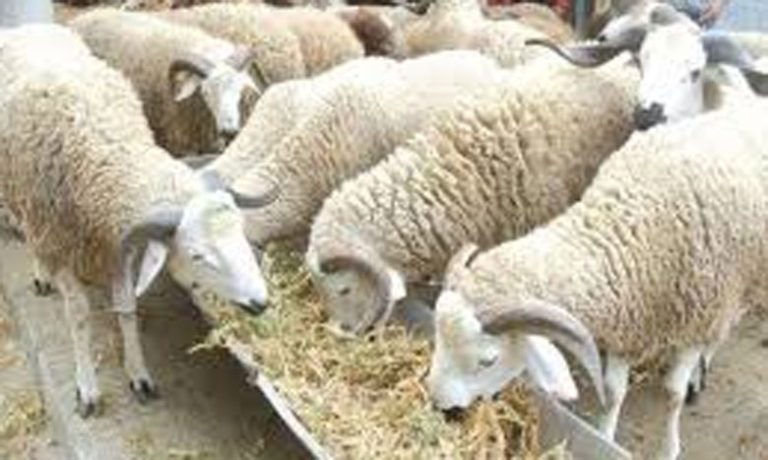 فيروس الحمى القلاعية ينتقل إلى الأغنام والماعز