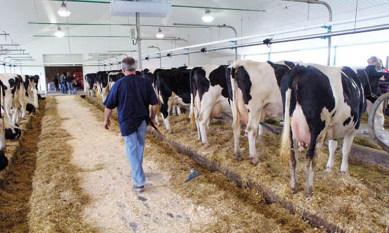 قرار بإغلاق 3 أسواق للماشية بسبب الحمى القلاعية بخريبكة