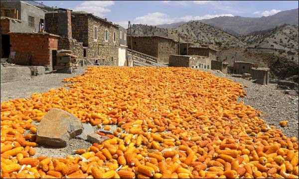 قساوة البرد تغير نمط تغذية السكان في الأطلس المتوسط