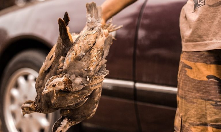 قنص غير مشروع بجهة مراكش: تعليق الرخصة الخاصة بالشركة المعنية ومتابعتها قضائيا