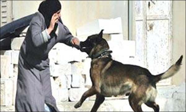 كلب مسعور يهاجم أما وابنها بمراكش