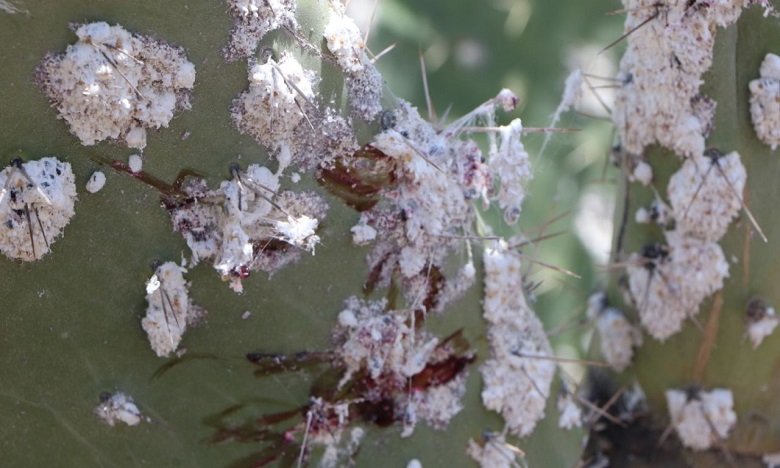 كلميم: إحداث لجنة لتتبع مشاكل منتوج الصبار مع تزايد انتشار الحشرة القرمزية