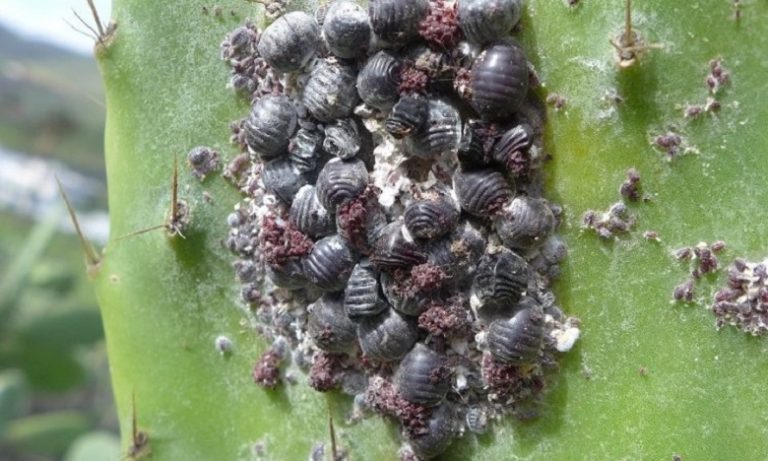 كلميم: صفية التوزاني..عوامل عدة تساهم في انتشار "الحشرة القرمزية"