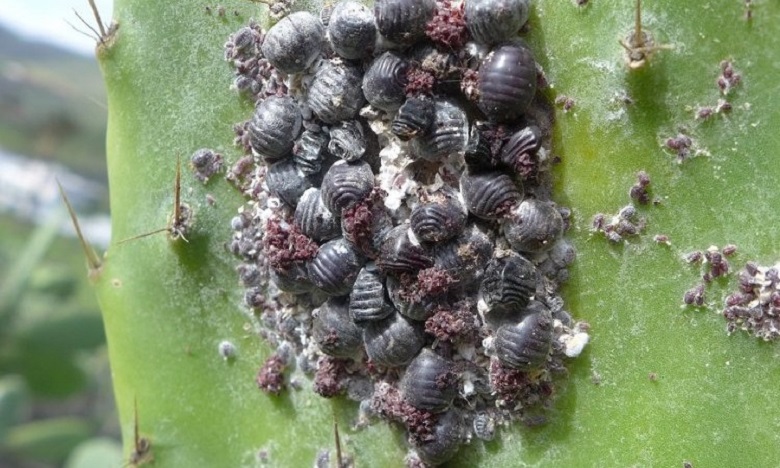 كلميم: صفية التوزاني..عوامل عدة تساهم في انتشار "الحشرة القرمزية"