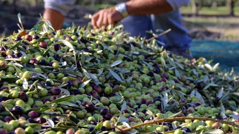 كلميم وادنون..انخفاض إنتاج الزيتون بنسبة 30 في المائة