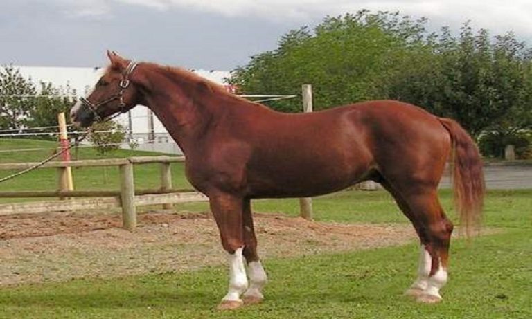 كوفيد-19: الأخبار المتداولة حول منح مساعدات للخيول "لا أساس لها من الصحة"