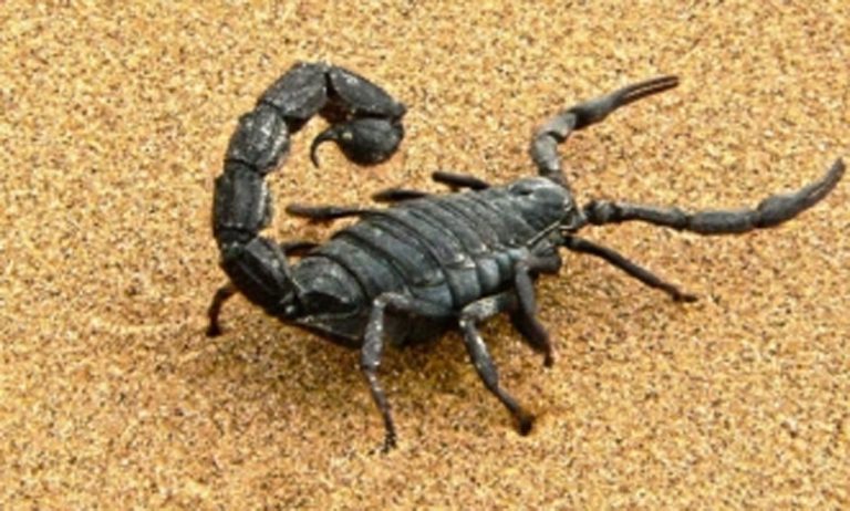 لسعات العقارب تودي بحياة 6 أطفال بقلعة السراغنة وتلميذة بإقليم الرحامنة