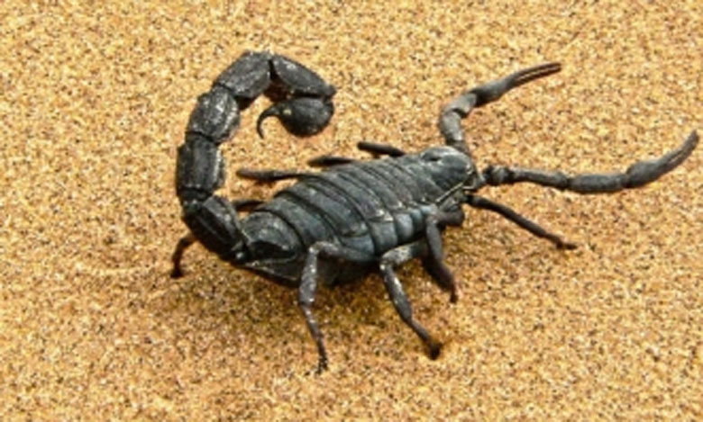 لسعات العقارب تودي بحياة 6 أطفال بقلعة السراغنة وتلميذة بإقليم الرحامنة