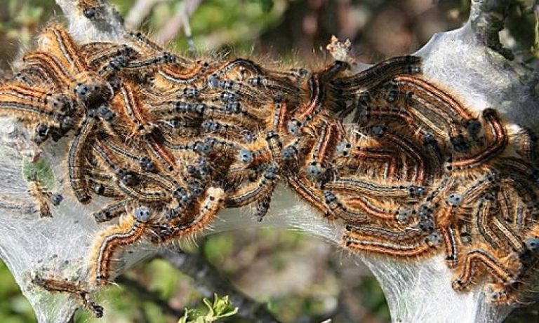 محاصرة حشرة "لاروقة" ومعالجة 80 في المائة من المساحة المتضررة منها في غابة المعمورة