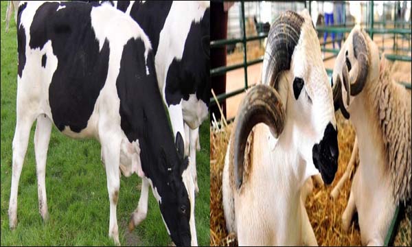 مسؤول بجمعية مربي الأغنام يؤكد سلامة القطيع من الأمراض