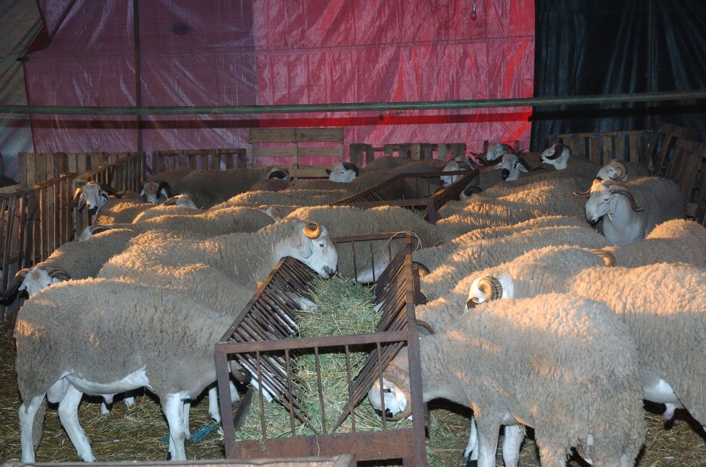 مصاريف عيد الأضحى والدخول المدرسي تؤرق الأسر